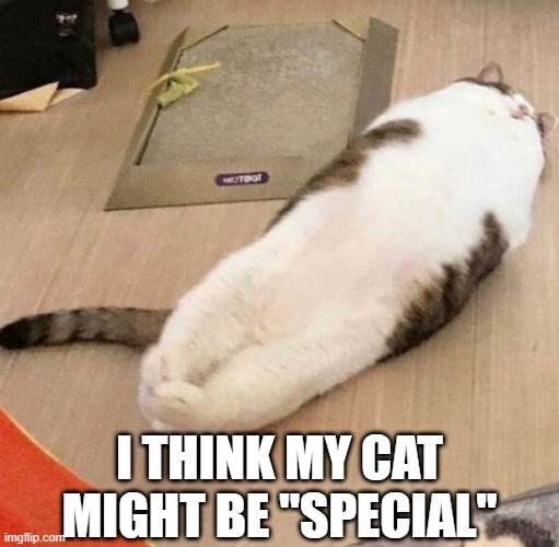 Special Cat | I THINK MY CAT MIGHT BE "SPECIAL" | image tagged in cats | made w/ Imgflip meme maker