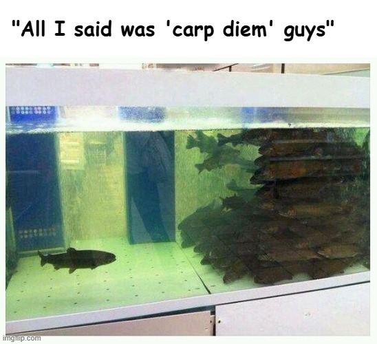 "All I said was 'carp diem' guys" | image tagged in funny,bad pun,funny animals | made w/ Imgflip meme maker