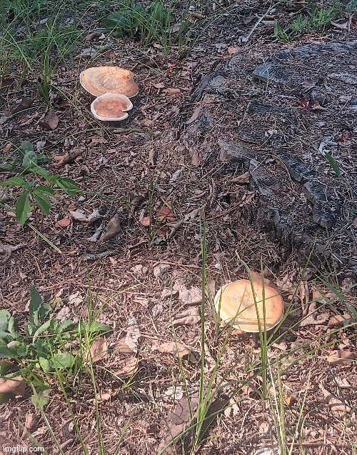 THE FORBIDDEN PANCAKES | made w/ Imgflip meme maker