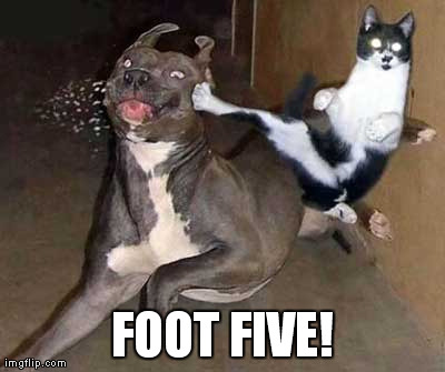 Foot Five! | FOOT FIVE! | image tagged in dog,cat | made w/ Imgflip meme maker