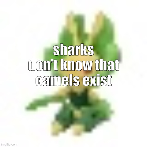 144p Leavanny | sharks don’t know that camels exist | image tagged in 144p leavanny | made w/ Imgflip meme maker