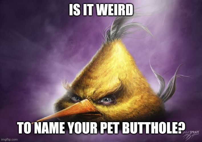 No it's not weird at all | IS IT WEIRD; TO NAME YOUR PET BUTTHOLE? | image tagged in realistic yellow angry bird | made w/ Imgflip meme maker