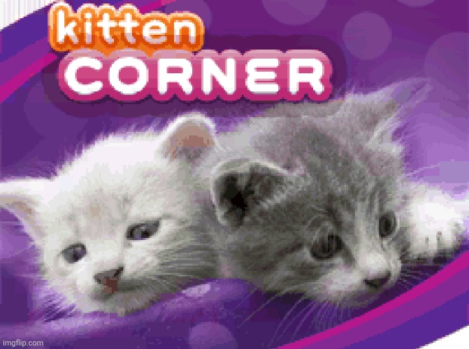 Discovery Kids Kitten Corner | image tagged in discovery kids kitten corner | made w/ Imgflip meme maker