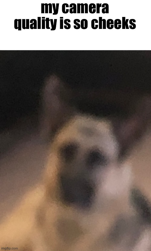 dog | my camera quality is so cheeks | made w/ Imgflip meme maker