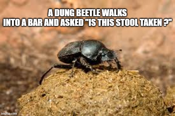 memes by Brad - Dung beetle goes into a bar and asks "Is this stool taken?" | A DUNG BEETLE WALKS INTO A BAR AND ASKED "IS THIS STOOL TAKEN ?" | image tagged in funny,fun,bar jokes,bugs,poop,humor | made w/ Imgflip meme maker