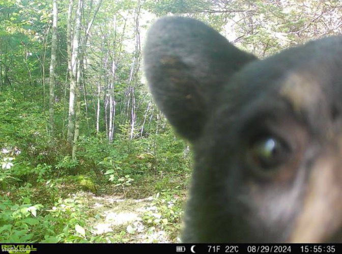 This is actually from one of our hunting cameras | made w/ Imgflip meme maker