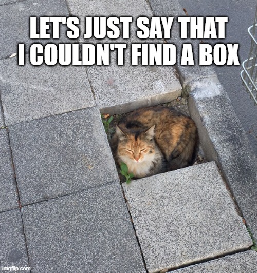 memes by Brad - What a cat does when it can't find a box | LET'S JUST SAY THAT I COULDN'T FIND A BOX | image tagged in funny,cats,kittens,funny cat memes,box,humor | made w/ Imgflip meme maker