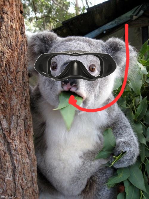 Surprised Koala Meme | image tagged in memes,surprised koala | made w/ Imgflip meme maker