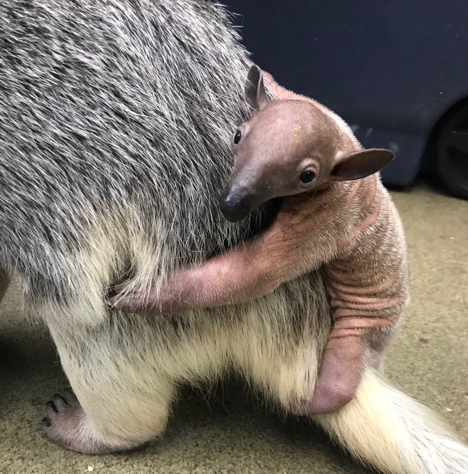 Baby Tamandua says good morning Blank Meme Template