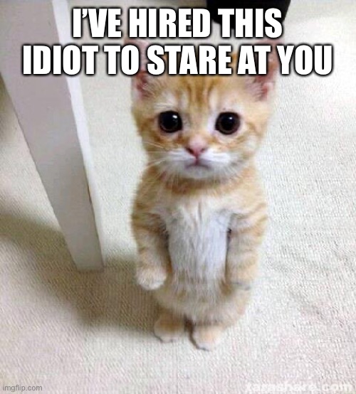 Cute Cat | I’VE HIRED THIS IDIOT TO STARE AT YOU | image tagged in memes,cute cat | made w/ Imgflip meme maker
