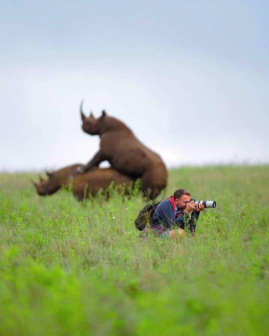 High Quality Photographer Greg Armfield misses the moment of rhinos mating in Blank Meme Template