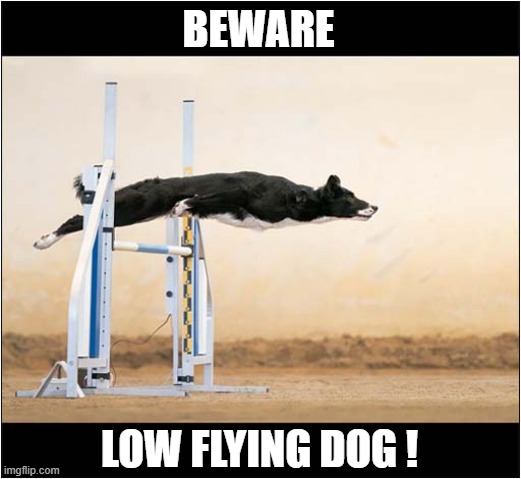 Dog Agility | BEWARE; LOW FLYING DOG ! | image tagged in dogs,dog agility | made w/ Imgflip meme maker