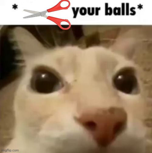 X your balls | image tagged in x your balls | made w/ Imgflip meme maker