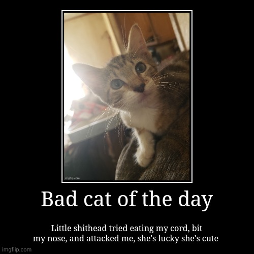 Her name is sky | Bad cat of the day | Little shithead tried eating my cord, bit my nose, and attacked me, she's lucky she's cute | image tagged in funny,demotivationals | made w/ Imgflip demotivational maker