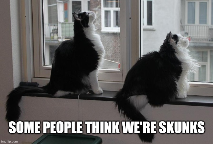 Twin Cats | SOME PEOPLE THINK WE'RE SKUNKS | image tagged in twin cats | made w/ Imgflip meme maker