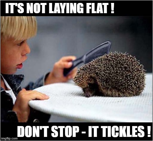 Hedgehog Grooming | IT'S NOT LAYING FLAT ! DON'T STOP - IT TICKLES ! | image tagged in hedgehogts,grooming,tickles | made w/ Imgflip meme maker