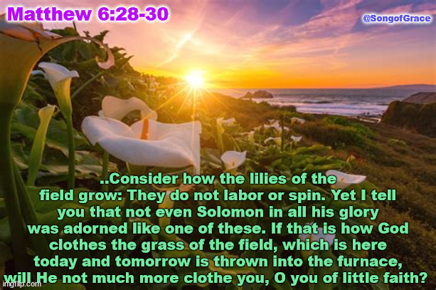 Matthew 6:28-30 | @SongofGrace; Matthew 6:28-30; ..Consider how the lilies of the field grow: They do not labor or spin. Yet I tell you that not even Solomon in all his glory was adorned like one of these. If that is how God clothes the grass of the field, which is here today and tomorrow is thrown into the furnace, will He not much more clothe you, O you of little faith? | image tagged in biblical encouragement | made w/ Imgflip meme maker