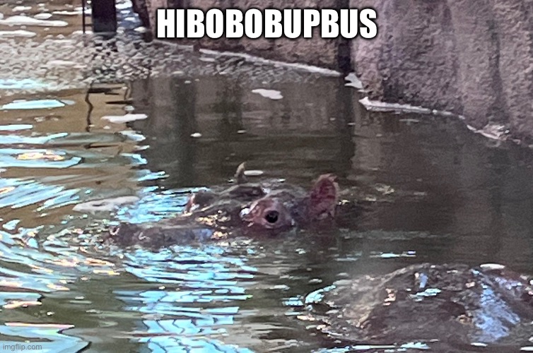 HIBOBOBUPBUS | made w/ Imgflip meme maker