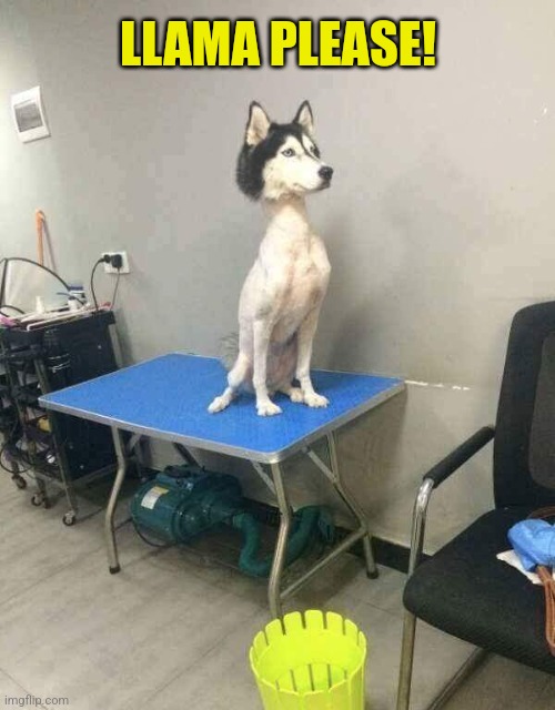 Shaved dog husky | LLAMA PLEASE! | image tagged in shaved dog husky | made w/ Imgflip meme maker