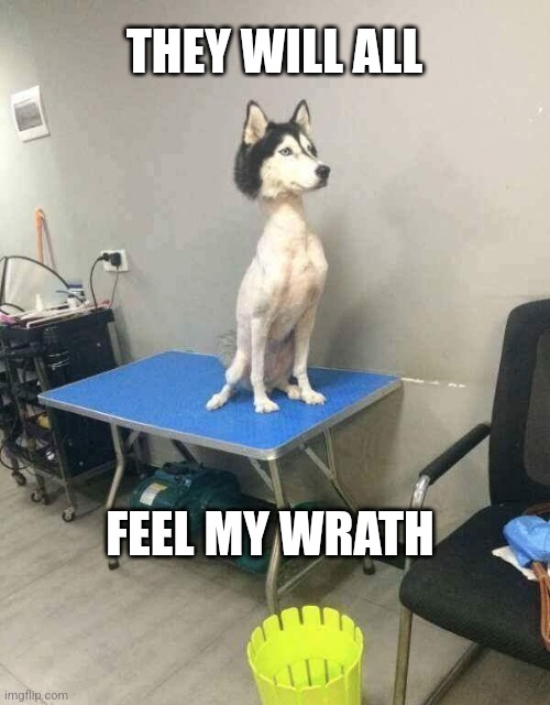 Shaved dog husky | THEY WILL ALL FEEL MY WRATH | image tagged in shaved dog husky | made w/ Imgflip meme maker