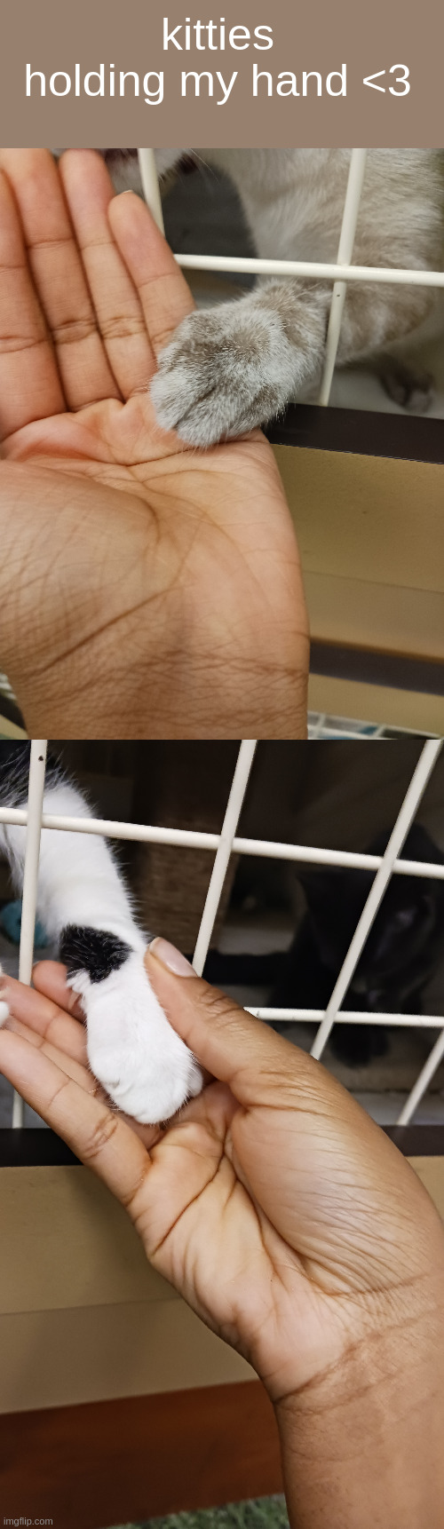 kitties holding my hand <3 | made w/ Imgflip meme maker