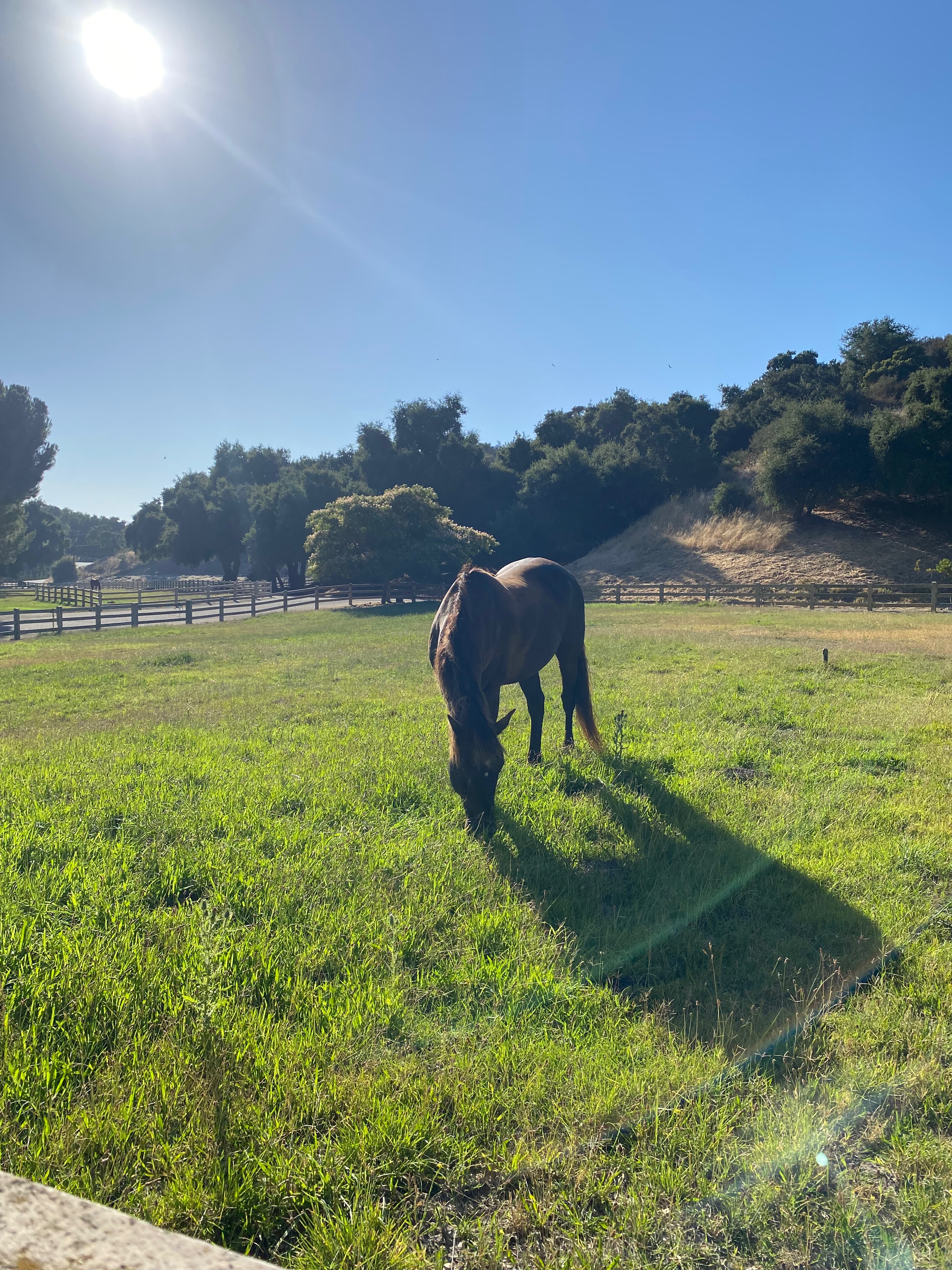 beautiful days of sunshine | image tagged in end of summer,horse,picture,so peaceful | made w/ Imgflip meme maker