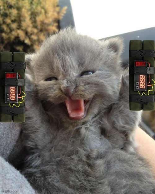 Yay Kitty | image tagged in yay kitty | made w/ Imgflip meme maker