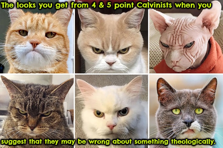 Unamused Hyper-Calvinist | The looks you get from 4 & 5 point Calvinists when you; suggest that they may be wrong about something theologically. | image tagged in calvinism,arminian,reformed theology,unamused,theology,know it all | made w/ Imgflip meme maker