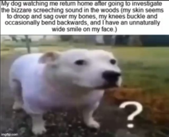 My dog | image tagged in dark humor,funny,memes | made w/ Imgflip meme maker