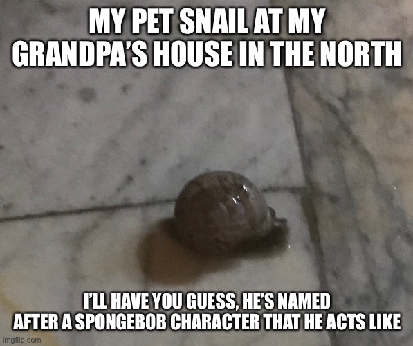 My first ever pet :) | MY PET SNAIL AT MY GRANDPA’S HOUSE IN THE NORTH; I’LL HAVE YOU GUESS, HE’S NAMED AFTER A SPONGEBOB CHARACTER THAT HE ACTS LIKE | made w/ Imgflip meme maker