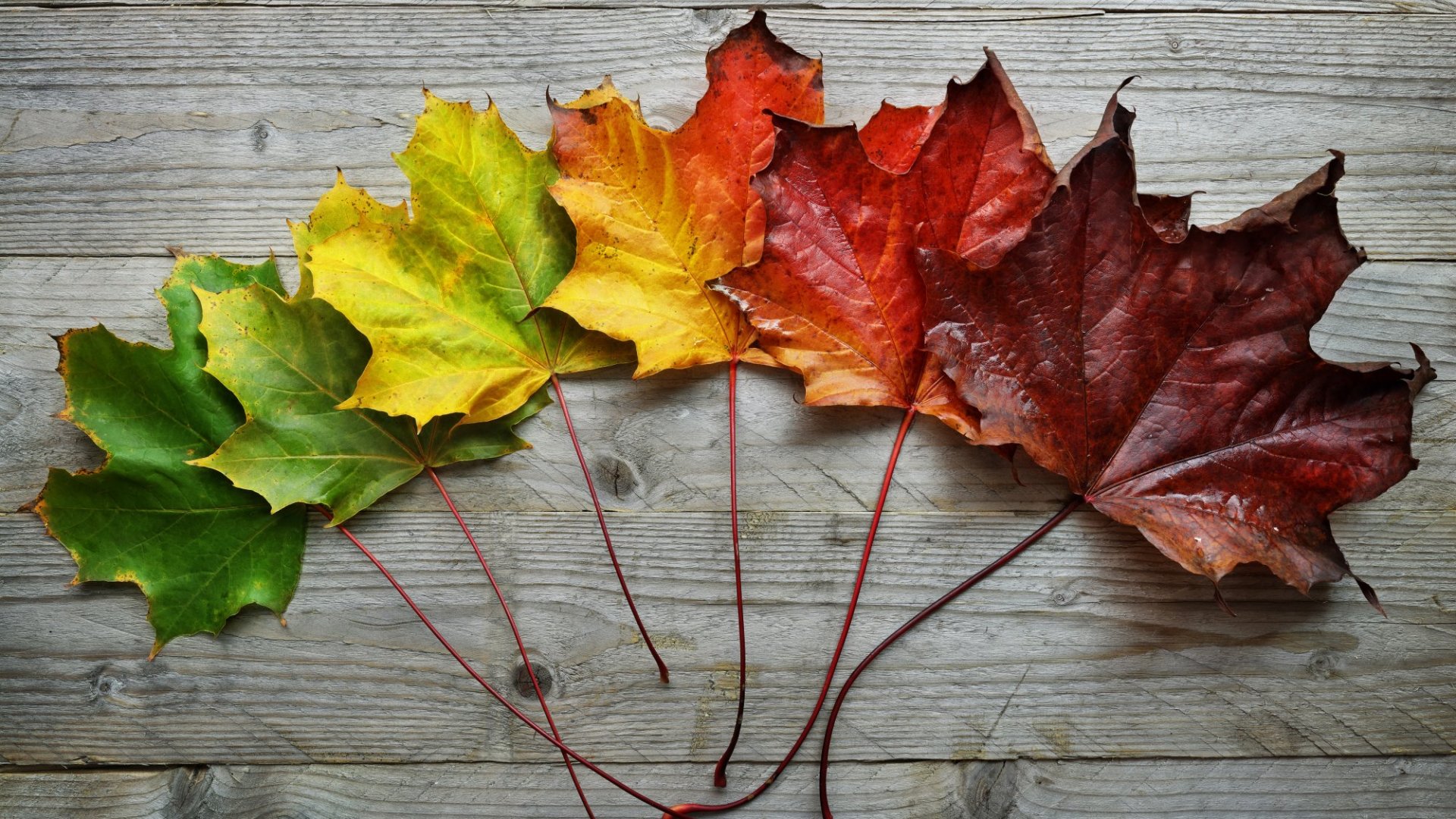 September Leaves Blank Meme Template