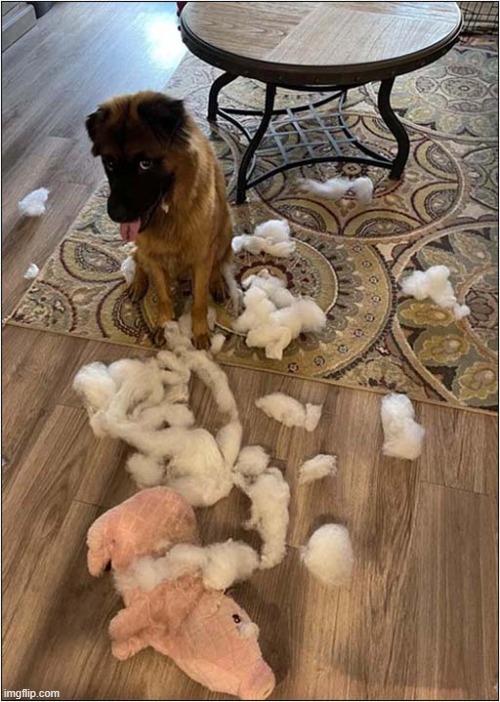 Guilty Of Piggycide But To Cute To Punish ! | image tagged in dogs,piggy,destroyed | made w/ Imgflip meme maker