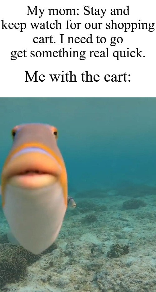 "Don't worry, mom. I'll keep watch." *stays there menacingly* | My mom: Stay and keep watch for our shopping cart. I need to go get something real quick. Me with the cart: | image tagged in staring fish,memes,funny,shopping | made w/ Imgflip meme maker