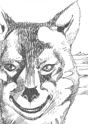 wolf :) Blank Meme Template