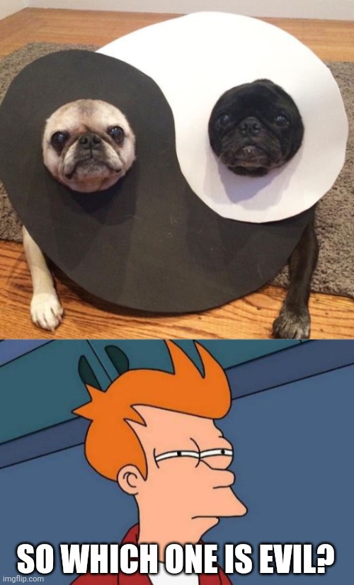 MAYBE THEY BOTH GOOD | SO WHICH ONE IS EVIL? | image tagged in memes,futurama fry,dogs,funny dogs,pugs,pug | made w/ Imgflip meme maker