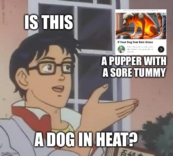Is This A Pigeon Meme | IS THIS; A PUPPER WITH A SORE TUMMY; A DOG IN HEAT? | image tagged in memes,is this a pigeon | made w/ Imgflip meme maker