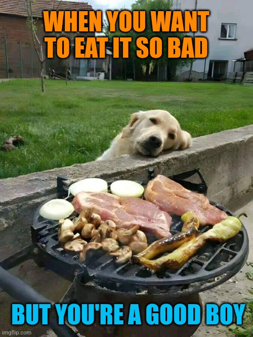 B.B.Q.- Behaving Boy Quandry | WHEN YOU WANT TO EAT IT SO BAD; BUT YOU'RE A GOOD BOY | image tagged in good,dogs,barbecue,steak,bbq,dog memes | made w/ Imgflip meme maker