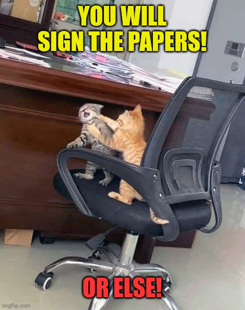 C.E.O.- Cat Extortion Officer | YOU WILL SIGN THE PAPERS! OR ELSE! | image tagged in cats,fighting,office,cat fight,claw,deal | made w/ Imgflip meme maker