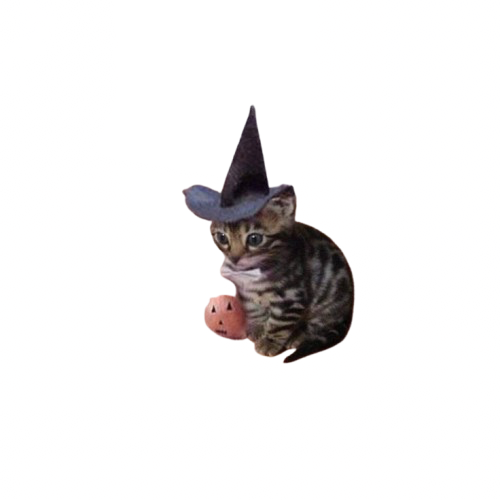 cat witch Blank Meme Template