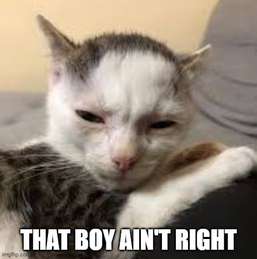 blad cat | THAT BOY AIN'T RIGHT | image tagged in blad cat | made w/ Imgflip meme maker