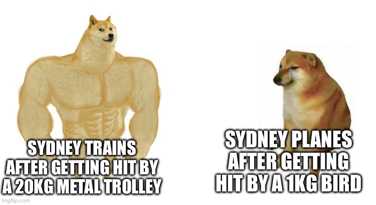 Train I was on got a trolley caught underneath | SYDNEY PLANES AFTER GETTING HIT BY A 1KG BIRD; SYDNEY TRAINS AFTER GETTING HIT BY A 20KG METAL TROLLEY | image tagged in strong doge weak doge | made w/ Imgflip meme maker