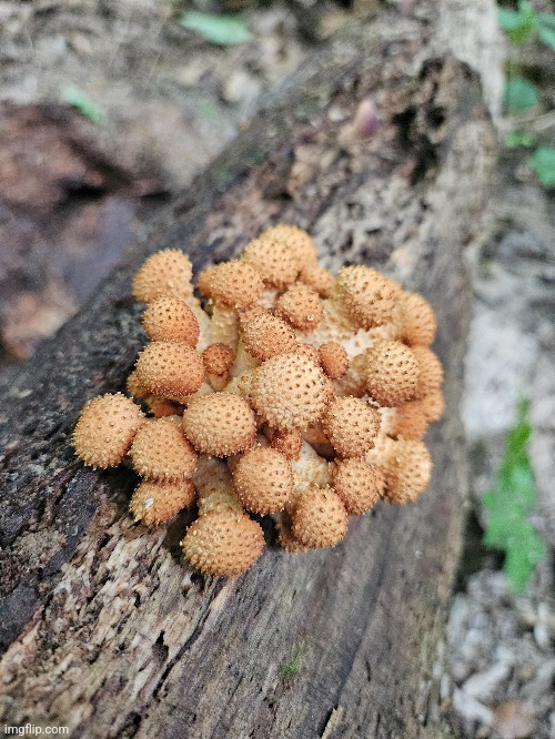 SHAGGY CAP MUSHROOMS! | image tagged in mushrooms,forest,woods,nature | made w/ Imgflip meme maker