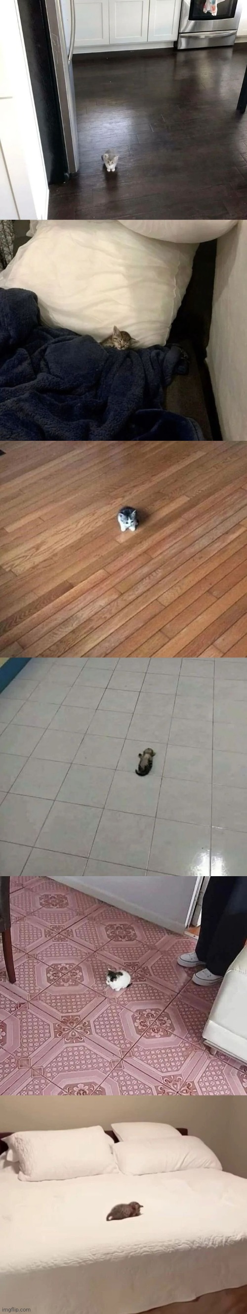cats in big places that make them look small | made w/ Imgflip meme maker