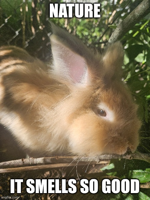 MY BUNNY LIKES OUTSIDE | NATURE; IT SMELLS SO GOOD | image tagged in bunny,rabbit,bunnies | made w/ Imgflip meme maker