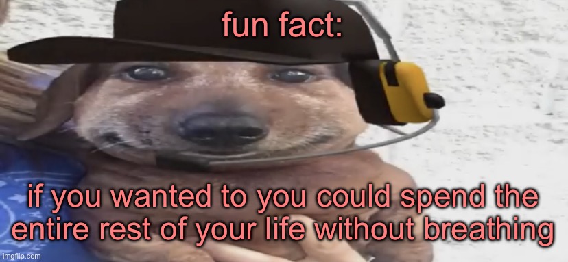 chucklenuts | fun fact:; if you wanted to you could spend the entire rest of your life without breathing | image tagged in chucklenuts | made w/ Imgflip meme maker