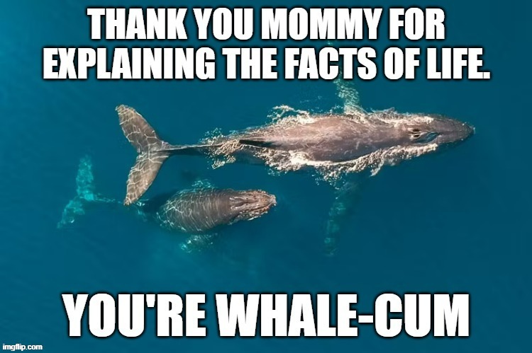 memes by Brad - baby whale thanks mom for telling him the facts of life - humor | image tagged in funny,fun,whales,humor,mom and daughter,funny meme | made w/ Imgflip meme maker