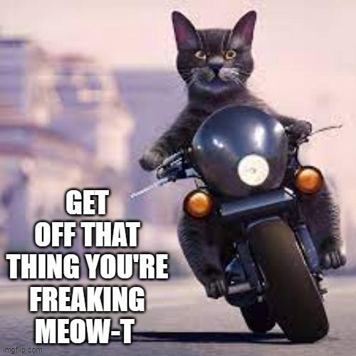 memes by Brad - My cat is riding a motorcycle and freaking Meowt | image tagged in funny,cats,kitten,motorcycle,humor,funny cat memes | made w/ Imgflip meme maker