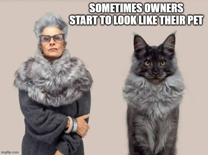 memes by Brad - Sometimes pet owners look like their pet - cats | image tagged in funny,cats,kittens,funny cat memes,cute kitten,humor | made w/ Imgflip meme maker