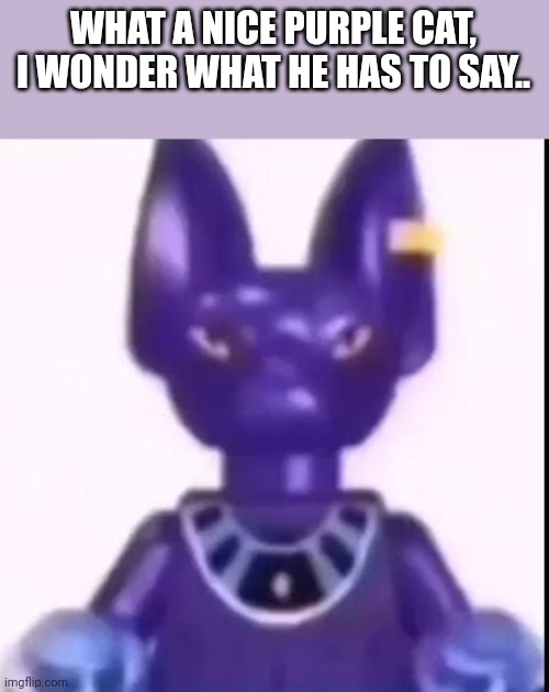 beerus | WHAT A NICE PURPLE CAT, I WONDER WHAT HE HAS TO SAY.. | image tagged in beerus | made w/ Imgflip meme maker