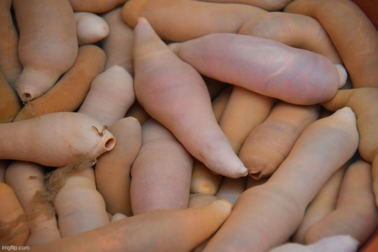 These sea animals actually exist ☠ | made w/ Imgflip meme maker